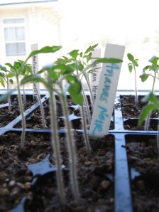 Sprouted Tomatoes