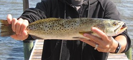 Freshly Caught Speckled Trout