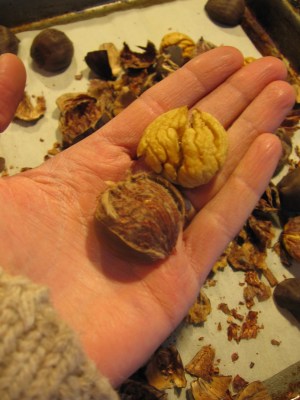 Peeled Chestnut (L) and Chestnut with Brown Skin still attached (R)