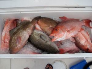 A Cooler Full: Red Snapper and Grouper