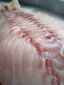 Red Snapper Fillet
