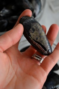 Cracked Mussel Shell