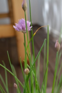 Chives from the Garden