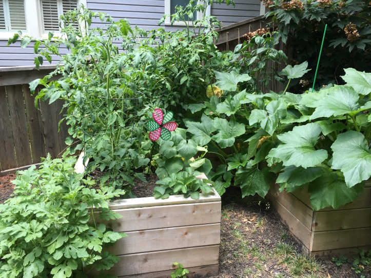 Late June garden(www.mincedblog.com)